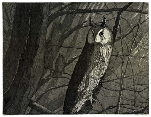 REINDER HOMAN, Born Netherlands 1950. Long-Eared Owl. This original etching and aquatint is for sale, priced £400