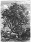 Samuel Palmer etching, The Willow