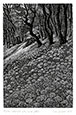 SUE SCULLARD S.W.E., born Kent 1958. Woodland with Wild Garlic. Original wood engraving, 2014.